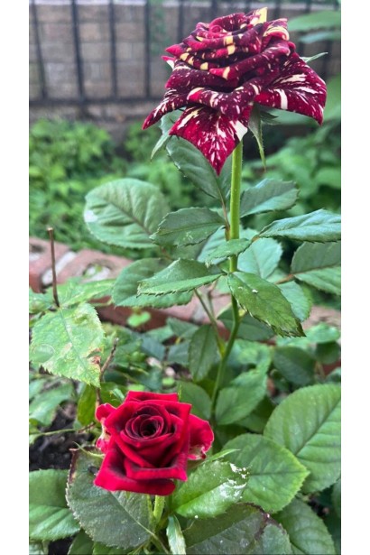 Роза Абракадабра на длинном крепком стебле